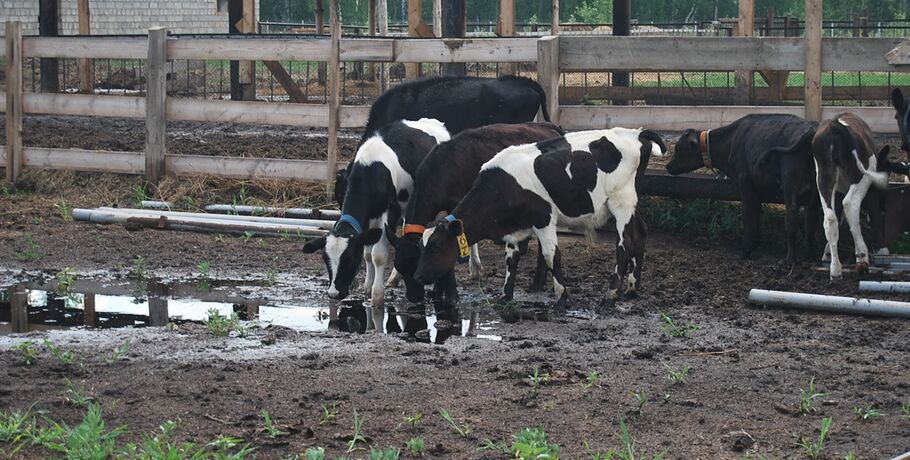 Почти сто коров пали от отравленной воды в омском селе