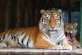 В Большереченском зоопарке родились новые животные