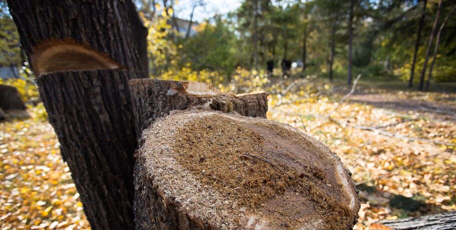 "Мы должны сохранить эту иву!" Историк об омском 100-летнем дереве, которое хотят снести