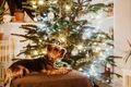 Новый год без стрессов и побегов: 7 способов помочь собаке пережить новогодние праздники