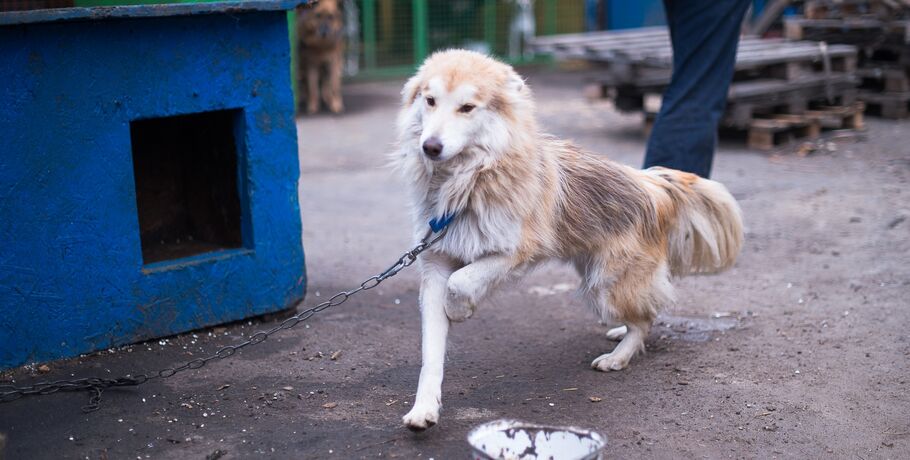 За деньги и любовь: омский приют набирает желающих гулять и ухаживать за собаками