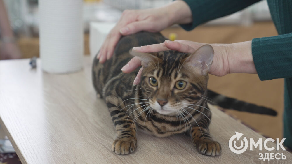 Клуб любителей кошек устроил настоящий праздник для своих резидентов и их усатых питомцев.