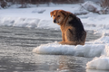 Собака пыталась покинуть Омск на льдине
