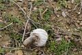 В городе на юго-западе Казахстана в январе выросли грибы