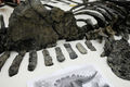 Археологи нашли кости самого крупного динозавра