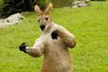 Австралиец хотел сделать террориста из кенгуру