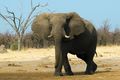 В Таиланде слон затоптал, а потом проткнул британца-туриста бивнем
