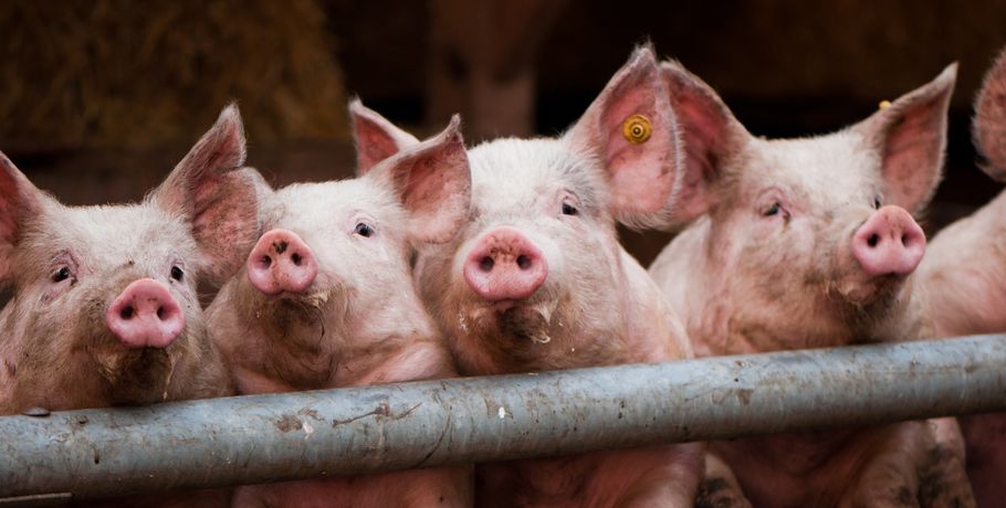 Учёные планируют трансплантировать сердца свиней людям