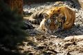 В барнаульском зоопарке школьница спровоцировала тигра на атаку