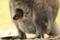 По вине посетителей барнаульского зоопарка погиб недавно родившийся кенгурёнок