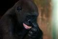Танцующая горилла стала новой звездой интернета