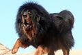 Барнаульский зоопарк, где тигр напал на школьницу, покупает гигантских собак для охраны