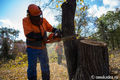 Кронирование омских деревьев "на столб" посчитали опасным