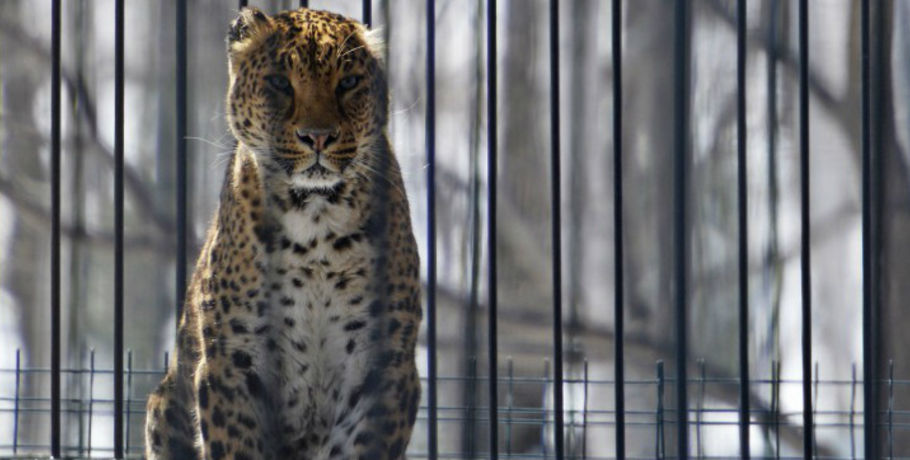 В Новокузнецке требуют закрыть "издевательский" зоопарк