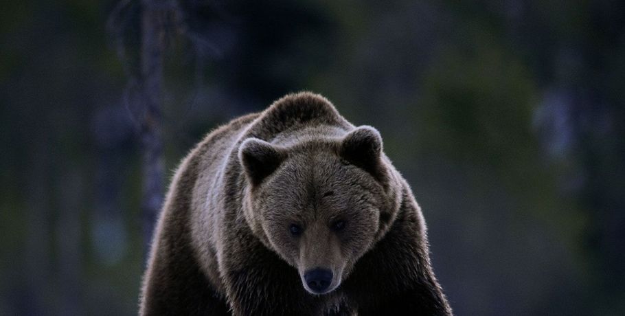 В Эвенкии медведь задрал вахтовика