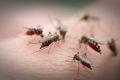 Сибирские комары начали вызывать тяжёлую аллергию
