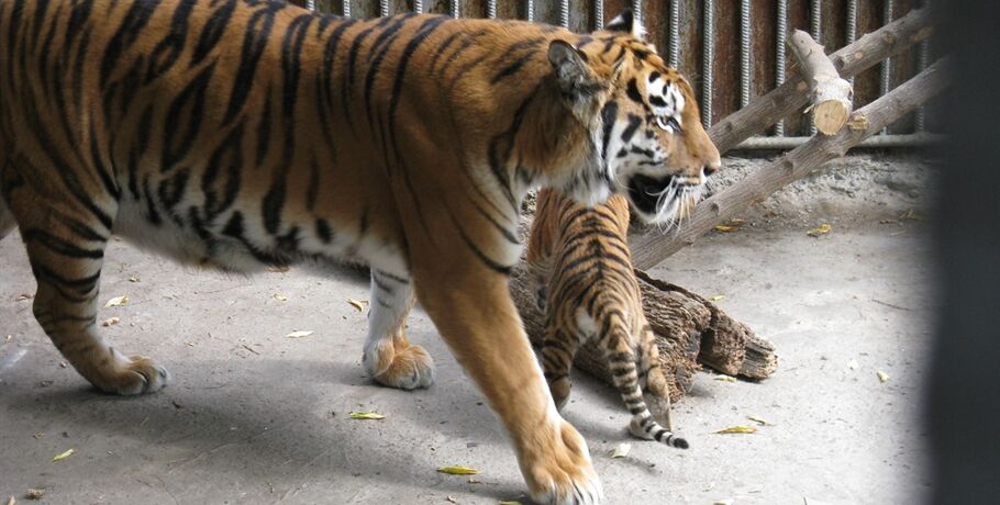 В Большереченском зоопарке родились два амурских тигрёнка