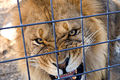 Новосибирские дачники поселили двух львов в частном секторе