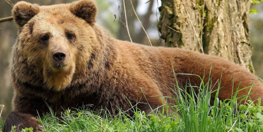 Медведь разграбил три томских дома и съел варенье