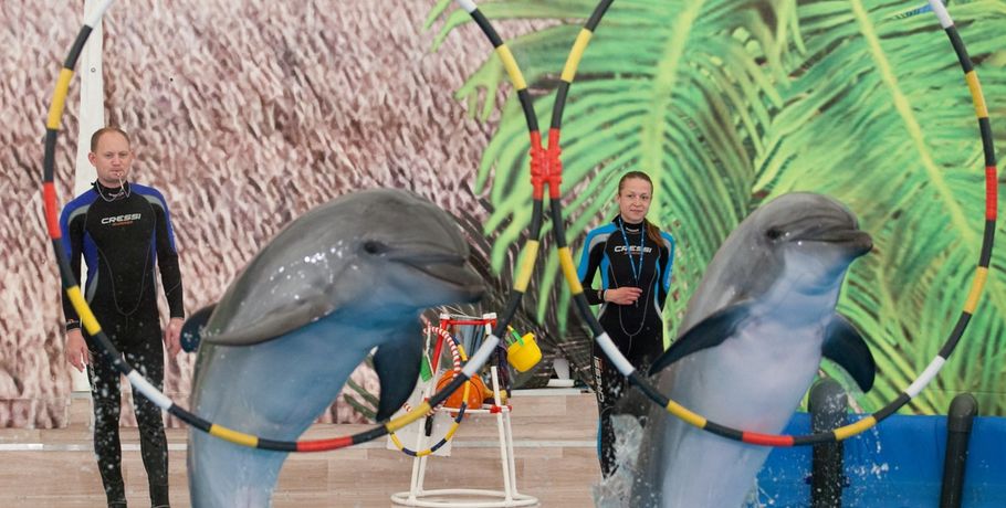 На этой неделе в Омске откроется московский передвижной дельфинарий