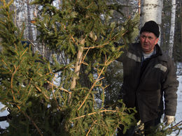 Житель Омской области погиб при заготовке дров