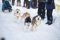 В Омске прошли соревнования на собачьих упряжках