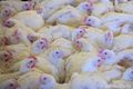 Омская область наращивает производство яиц и мяса птицы