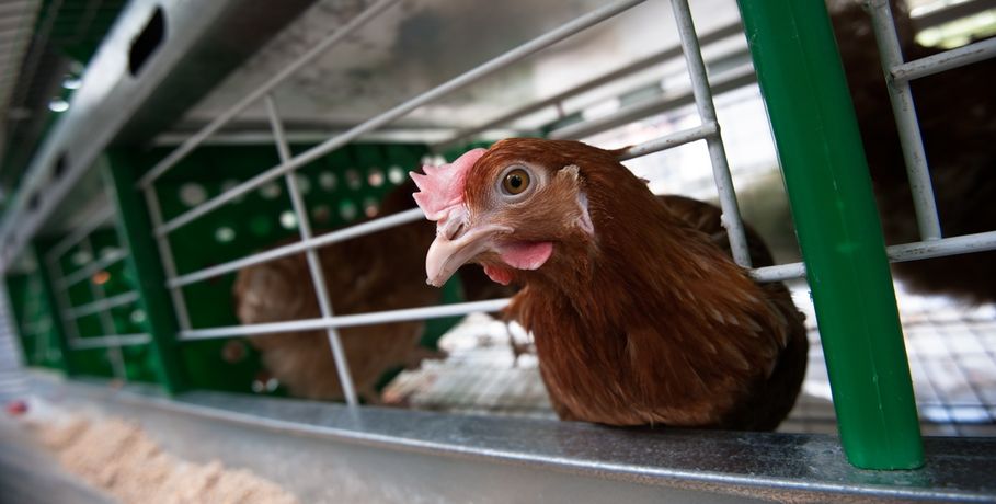 Омская область наращивает производство яиц и мяса птицы