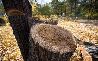 В Омской области создали Ассоциацию лесопромышленного кластера
