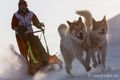 В Омске пройдут соревнования на собачьих упряжках