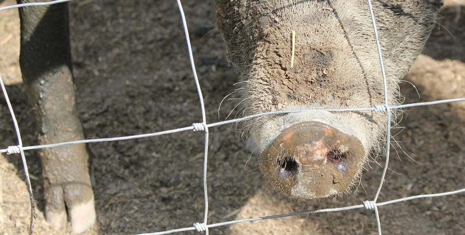 В Омской области бездомный убил фермера и скормил его свиньям