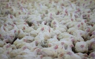 Предприниматель Юрий Афанасенко, производящий полуфабрикаты из мяса птицы, подал на банкротство