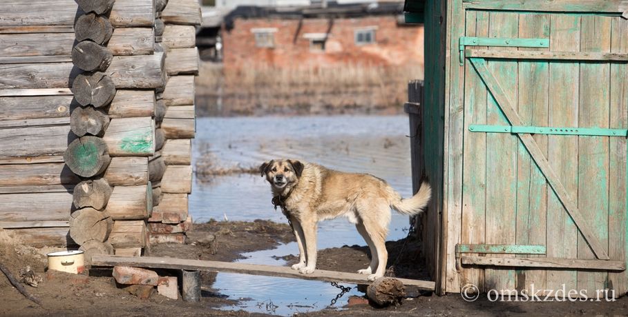 Собак омского приюта "Друг" заливает талой водой