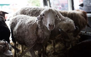 В деревне Саргатского района обнаружили бешеную овцу