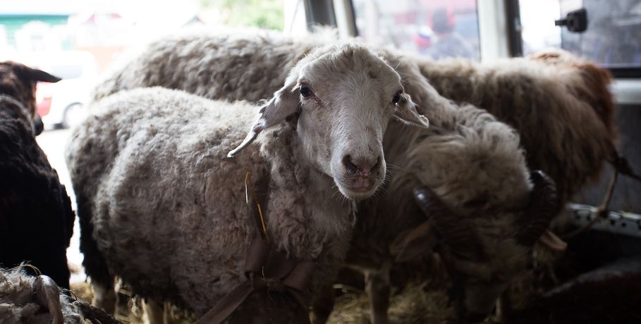 В деревне Саргатского района обнаружили бешеную овцу