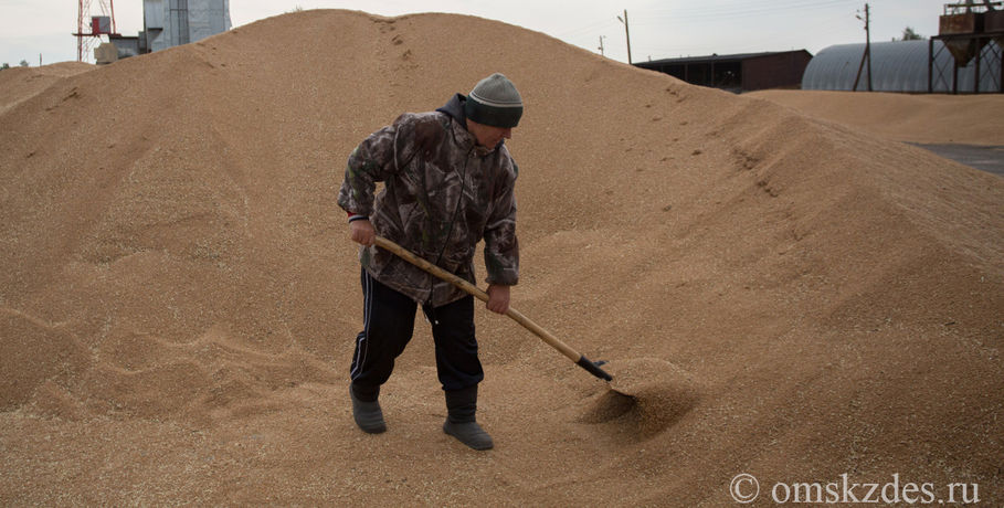 В Омской области не знают, что делать с зерном, принадлежащим государству