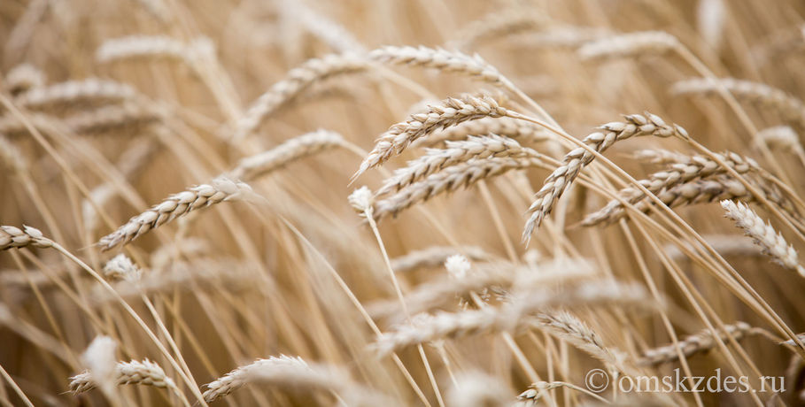 В Омской области техникуму выписали штраф за торговлю небезопасной пшеницей