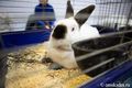 В Омской области запустили кролиководческую ферму