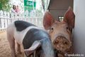 Африканскую чуму свиней обнаружили в посёлке Красный Яр