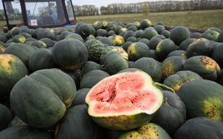 В Омскую область не пропустили 25 тонн арбузов из Казахстана