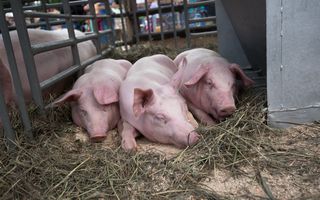 Чума свиней из Омска подошла к границе Новосибирской области
