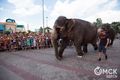 Слоны в Иртыше обескуражили жителей омского пригорода