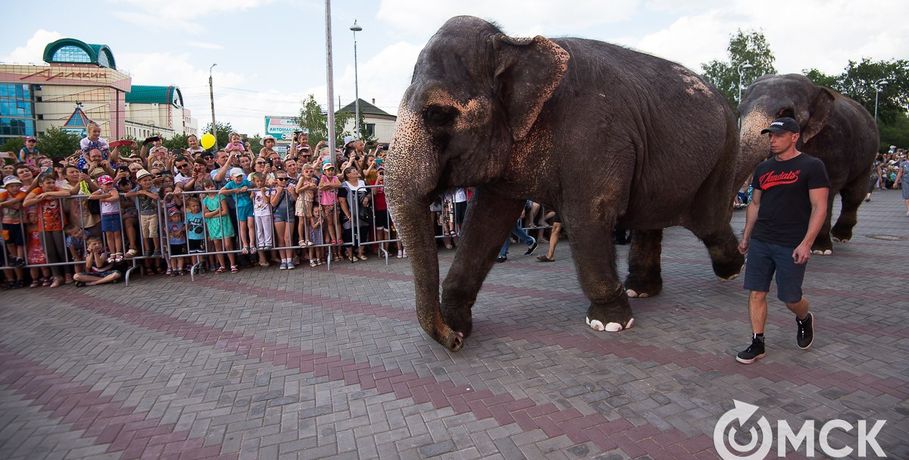 Слоны в Иртыше обескуражили жителей омского пригорода