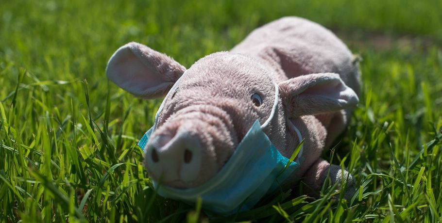 В четырёх районах Омской области снят карантин по чуме свиней