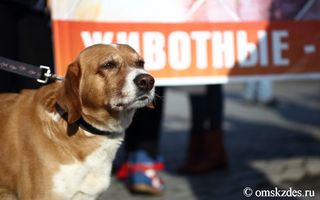На митинг в защиту животных в Омске собралось около 300 человек