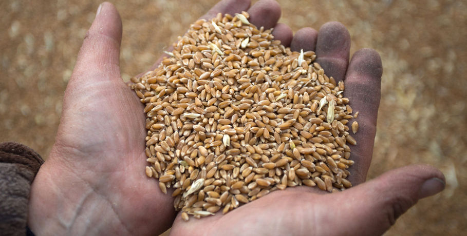 Омским аграриям дадут скидку на вывоз зерна