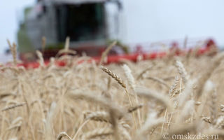 Министр сельского хозяйства призвал омских аграриев не торопиться с продажей зерна