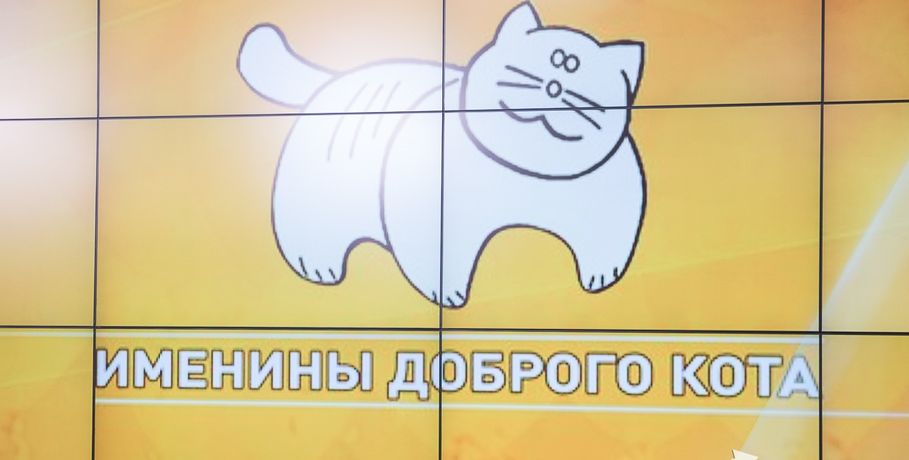 В Омске скрестят двух кошек для получения уникальной породы