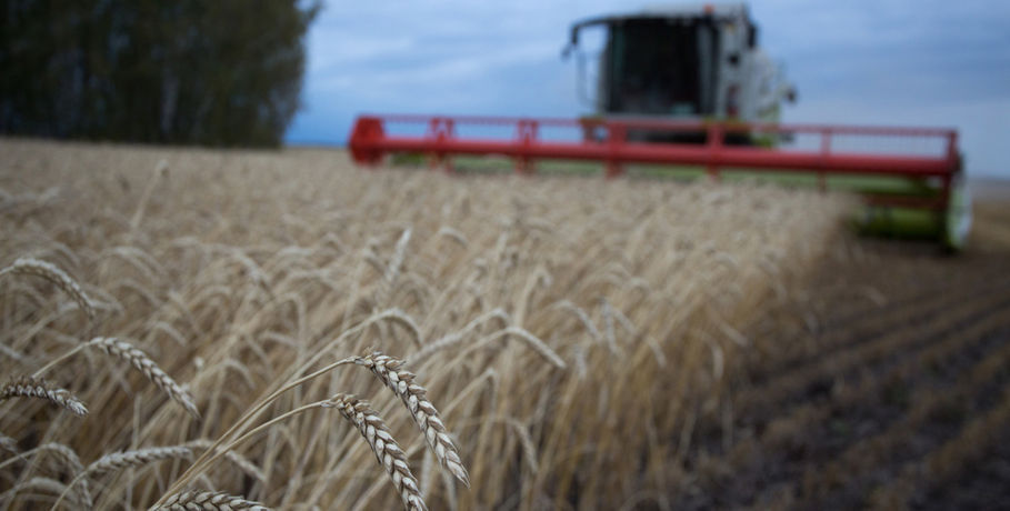 Более 3 млн тонн зерна намолотили омские аграрии