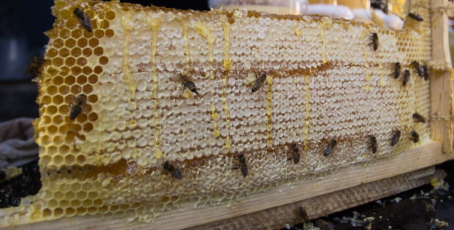 В Омской области хотят легализовать пчеловодство
